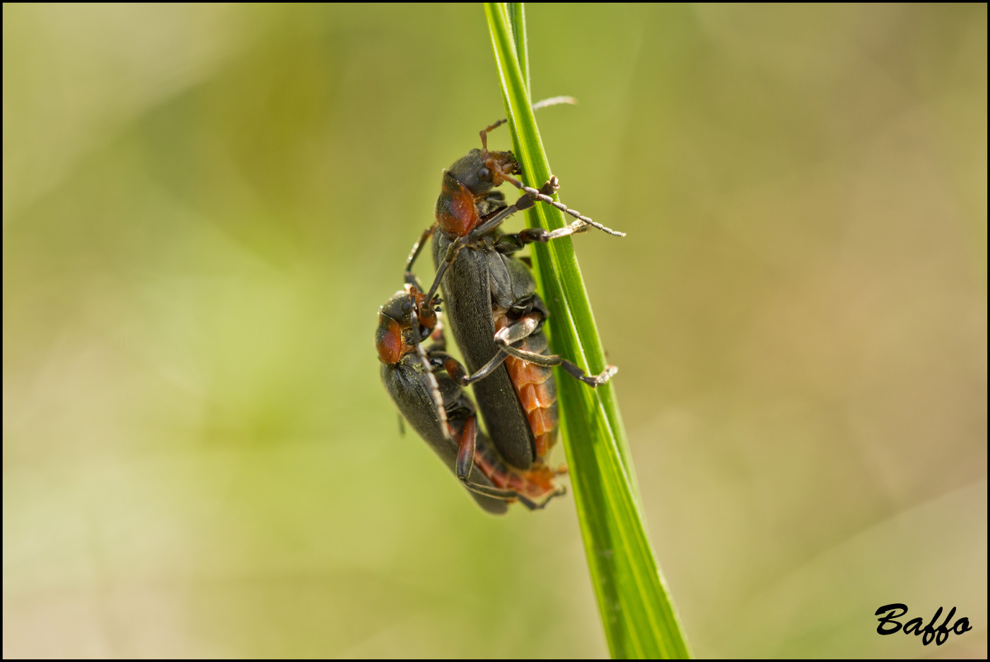 Primi amori